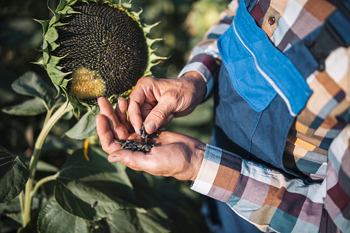 Sunflower Seeds Benefits, Nutrition, Uses & Side Effects