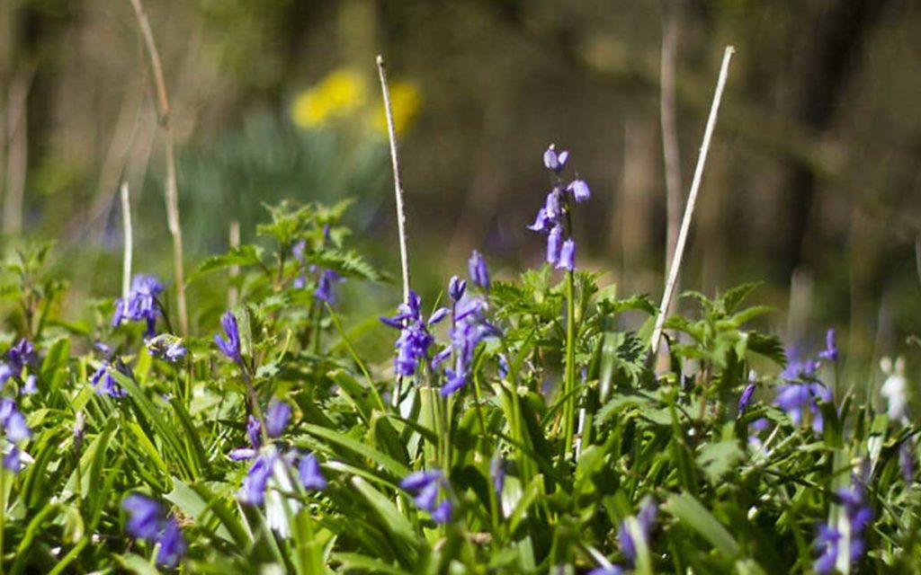 Epping forest Oak's Trail, walking place: