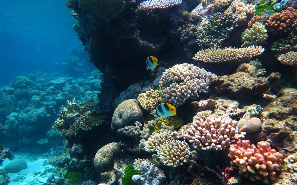 Great Barrier Reef; Australia Holiday Destination: