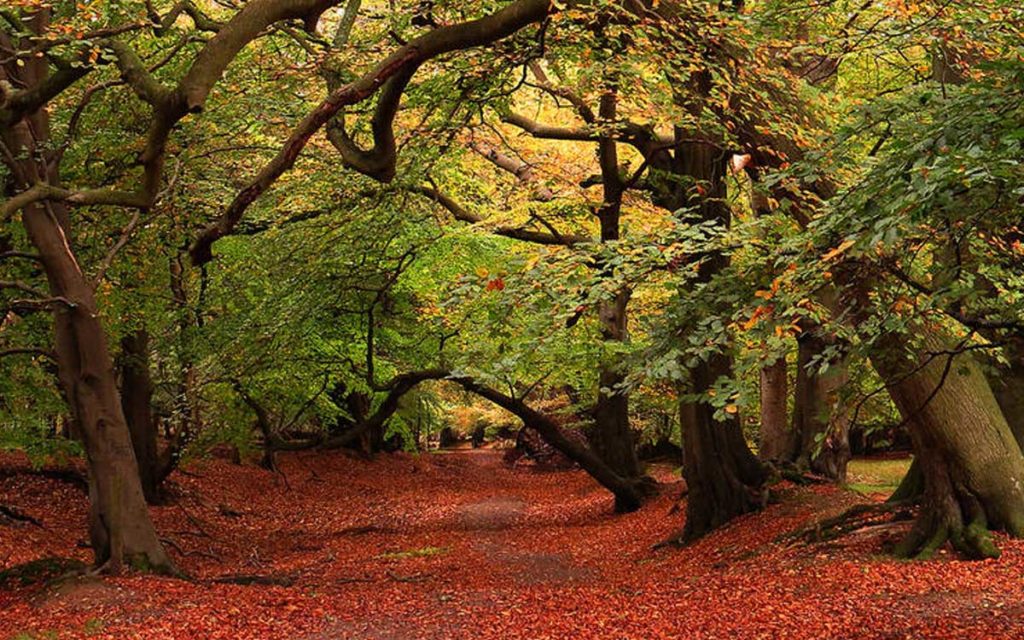 Hertfordshire's Ashridge Estate, walking place: