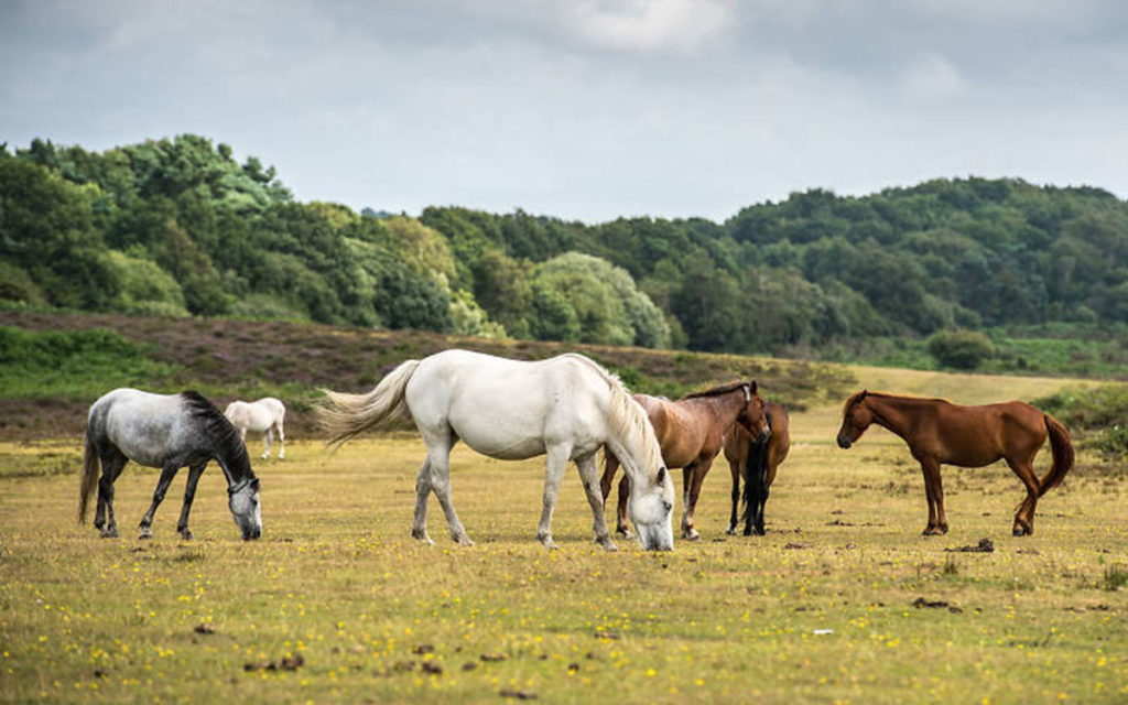 The New Forest, day trip 